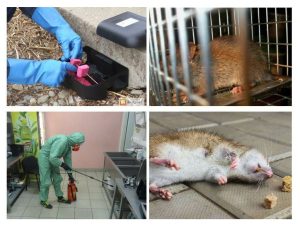 Эффективные методы дезинфекции от крыс